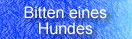 urlaub mit hund