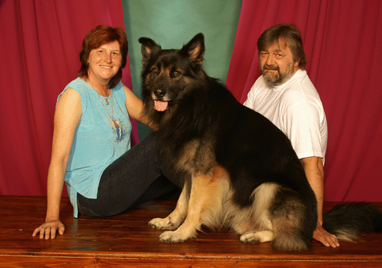 hunde welpen