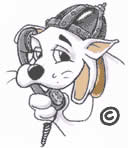 urlaub hund