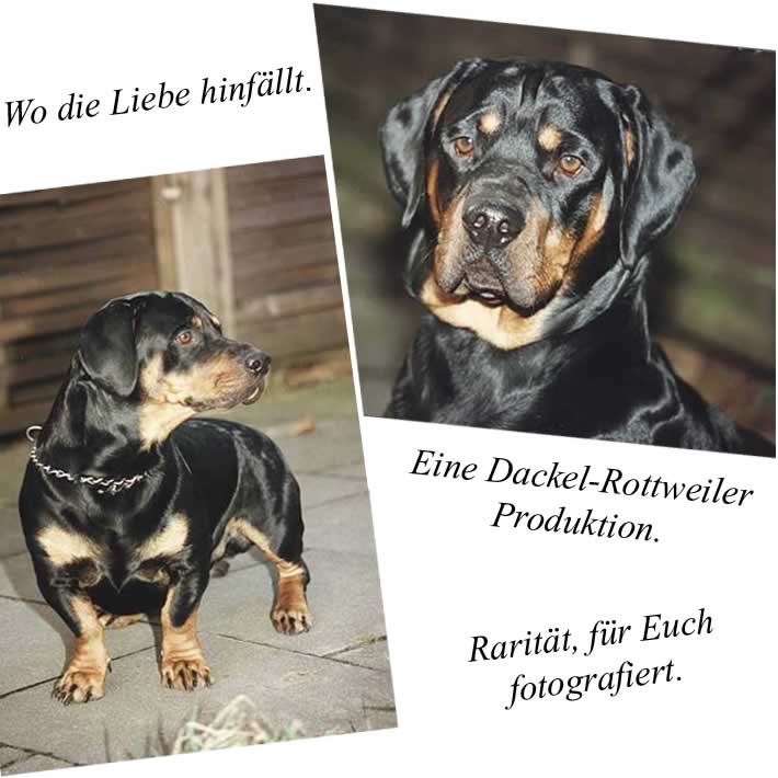 hunde rassen