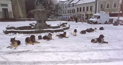 hunde