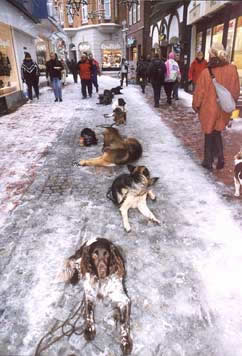 Hundeschule