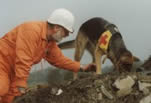 hunde rassen